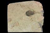 Ordovician Euloma Trilobite - Zagora, Morocco #141855-2